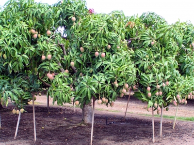 Mango Plantage 2