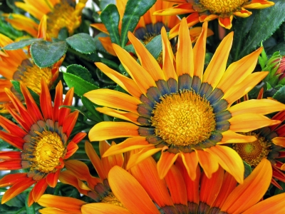 Sommerblume in Orange