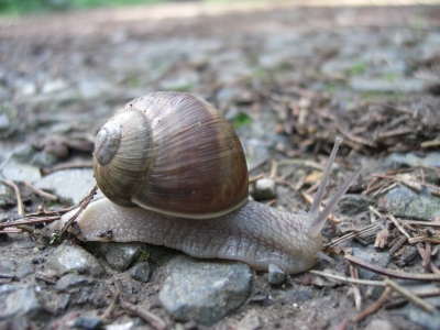 Schnecke