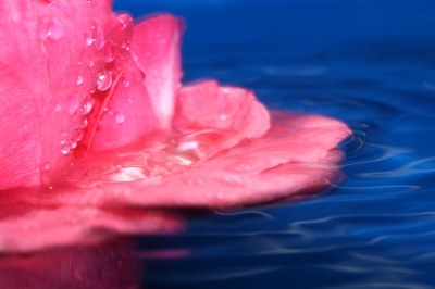 Rose auf Wasser III