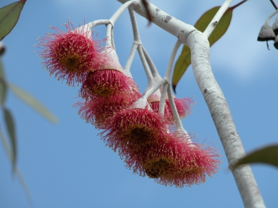 Blüte eines Eukalyptusbaumes