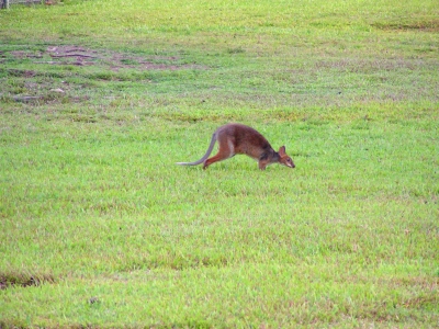 Wallaby 1