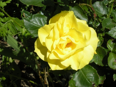 gelb  rose