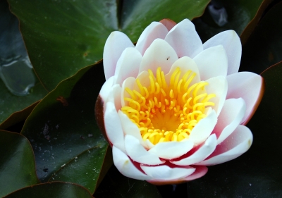 Rosa Seerose (Nymphaea alba)