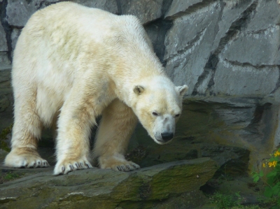 Eisbär im Tierpark