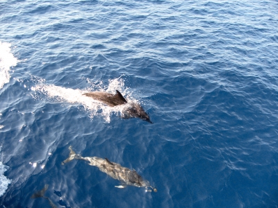 Delfine vor Vueltas