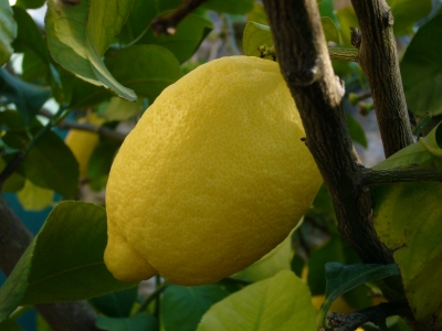 Leckere Zitrone