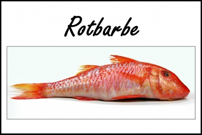 Rotbarbe