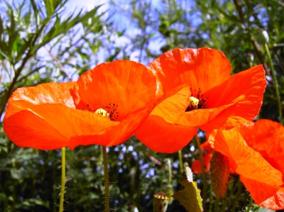 roter Mohn