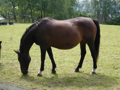 Pferd im Sauerland Pferd im Sauerland