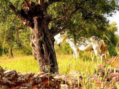 Andalusisches Pferd