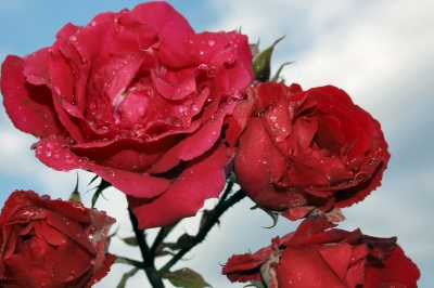 Wasserperlen auf roten Rosen