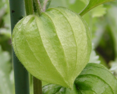 grüner Lampion