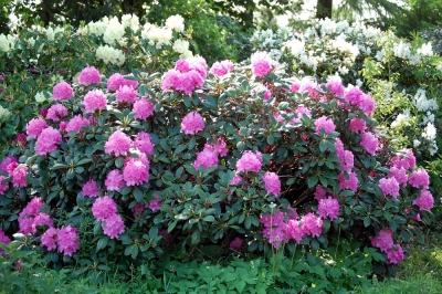 Rhododendronpracht