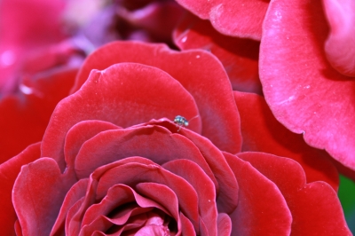 Rosenblüte mit Käfer