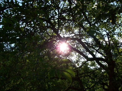 Sonne durch den Baum