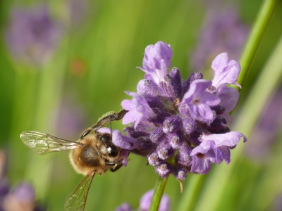 Wildbiene am Lavendel