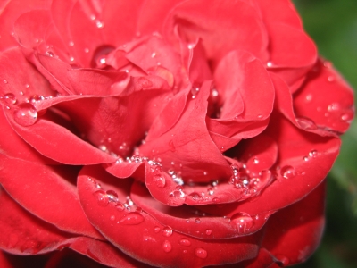 Die rote Rose nach dem Regen