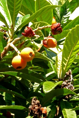 Granatäpfel am Baum