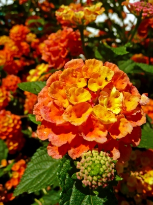 Blüten in orange