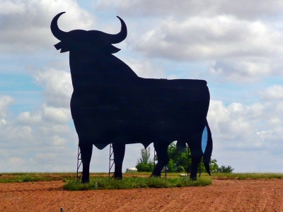 Stier auf dem Feld