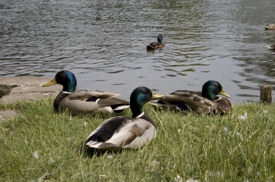 Enten am Wasserrand