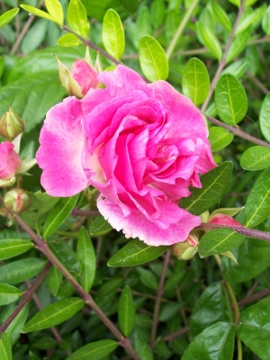 rosa blüten im gebüsch