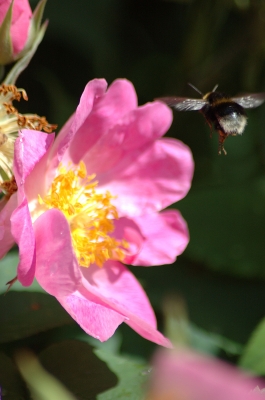 Hunds-Rose mit Hummel