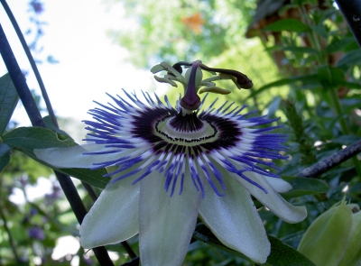 Passionsblume-Passiflora in voller Pracht