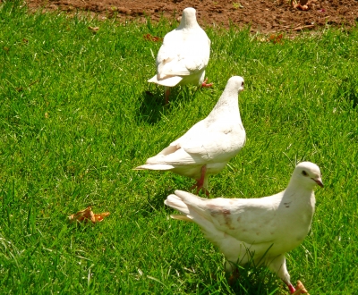 Drei weiße Tauben