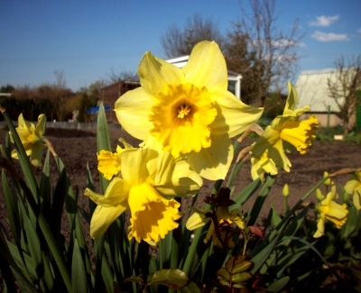 Blumen Im Garten