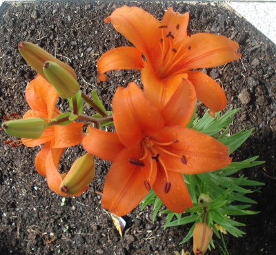 Lilie Orange