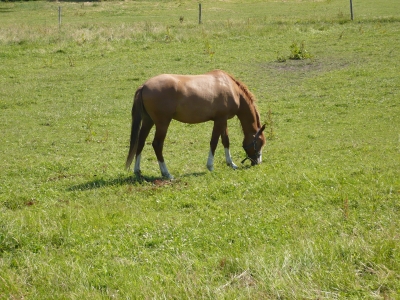 Pferd in Kalthof