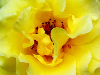 Gelbe Rose Makro