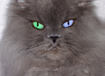Willi mit grün-blauen Augen