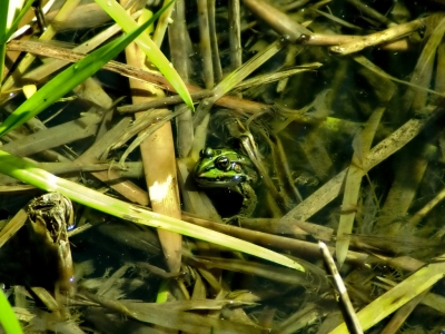 Hidden Frog