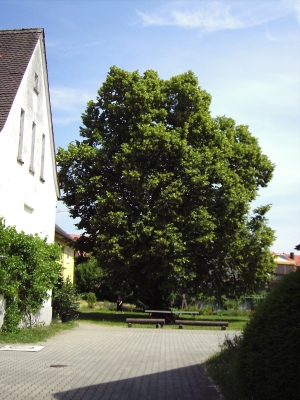 Linde im Klosterhof