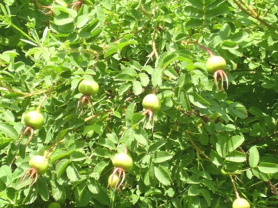 Früchte der Heckenrose