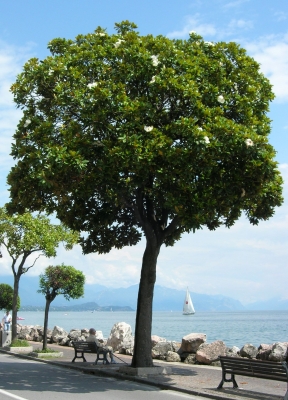 Gardasee - Magnolia grandiflora ??