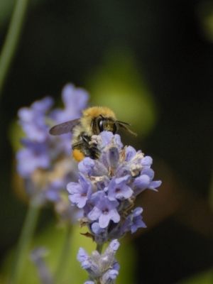 Biene mit Beute2.jpg