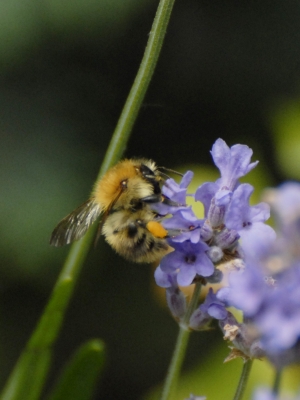 Biene mit Beute 3.jpg