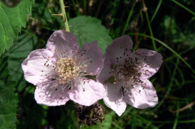 Brombeerblüten