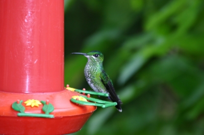 Durstiger Kolibri