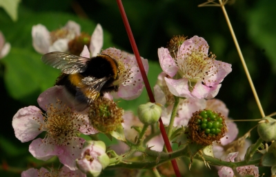 Hummel 2