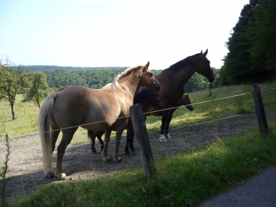 Pferde im Sauerland
