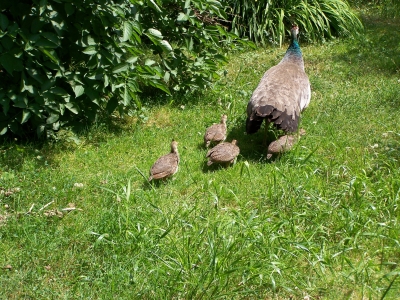 Mama Pfau  führt ihren Nachwuchs aus 4