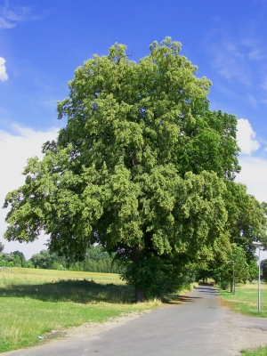 Es steht ein Lindenbaum ...