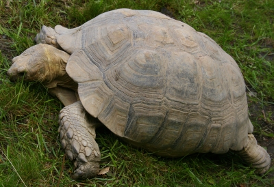 Riesenschildkröte