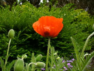 Klatschmohn