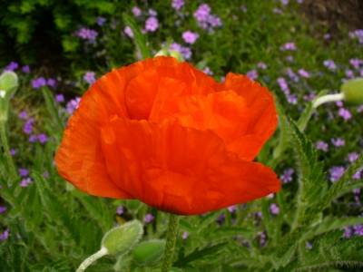 Klatschmohn